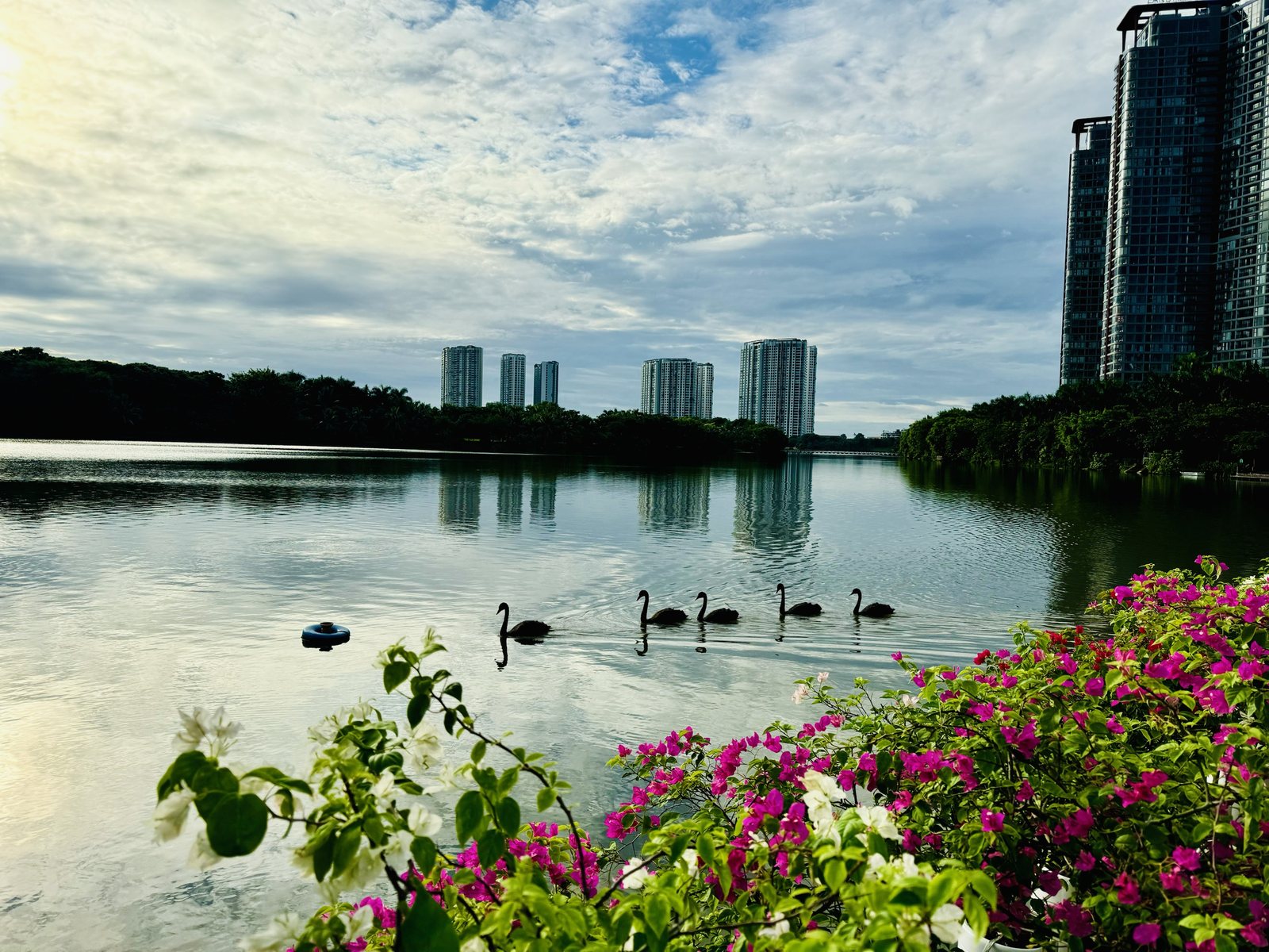 Swan Lake in Ecopark with black swans and bougainvillea