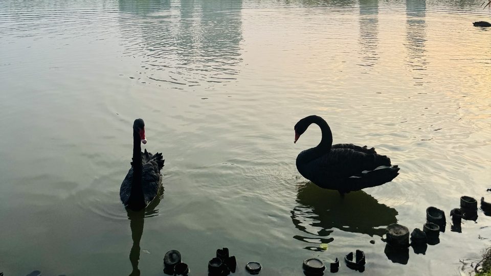 Two black swans on the lake in the evening