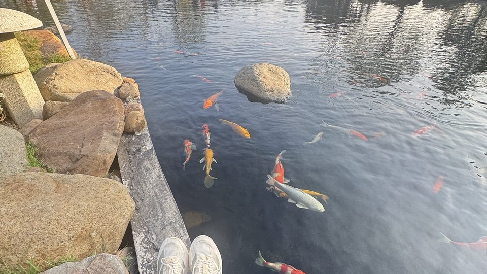 Koi pond in the Japanese garden, Ecopark